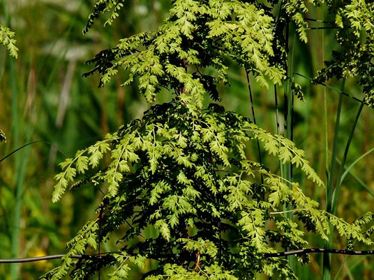 {Lygodium japonicum}